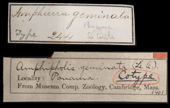 Media type: image;   Invertebrate Zoology OPH-1401 Aspect: labels
